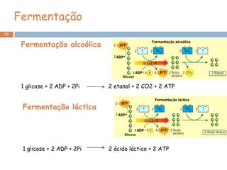 Fermentação
31


      Fermentação alcoólica




      1 glicose + 2 ADP + 2Pi   2 etanol + 2 CO2 + 2 ATP


      Fermentação láctica




      1 glicose + 2 ADP + 2Pi   2 ácido láctico + 2 ATP
 