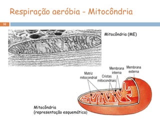 Respiração aeróbia - Mitocôndria
32


                                         Mitocôndria (ME)




           Mitocôndria
           (representação esquemática)
 