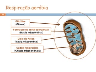 Respiração aeróbia
34



         Glicólise
         (Citosol)

        Formação de acetil-coenzima A
            (Matriz mitocondrial)

           Ciclo de Krebs
         (Matriz mitocondrial)

           Cadeia respiratória
         (Cristas mitocondriais)
 