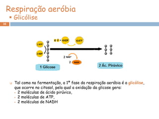 Respiração aeróbia
      Glicólise
35




        Tal como na fermentação, a 1ª fase da respiração aeróbia é a glicólise,
         que ocorre no citosol, pela qual a oxidação da glicose gera:
          2 moléculas de ácido pirúvico,

          2 moléculas de ATP,

          2 moléculas de NADH
 