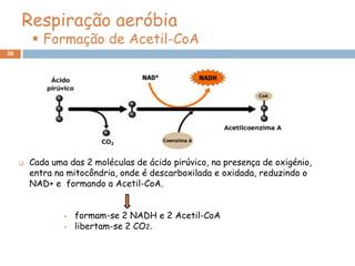 Respiração aeróbia
          Formação de Acetil-CoA
36




        Cada uma das 2 moléculas de ácido pirúvico, na presença de oxigénio,
         entra na mitocôndria, onde é descarboxilada e oxidada, reduzindo o
         NAD+ e formando a Acetil-CoA.


                    formam-se 2 NADH e 2 Acetil-CoA
                    libertam-se 2 CO2.
 