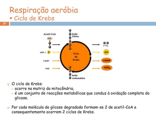 Respiração aeróbia
          Ciclo de Krebs
37




        O ciclo de Krebs:
          ocorre na matriz da mitocôndria,
          é um conjunto de reacções metabólicas que conduz à oxidação completa da

           glicose.

        Por cada molécula de glicose degradada formam-se 2 de acetil-CoA e
         consequentemente ocorrem 2 ciclos de Krebs.
 