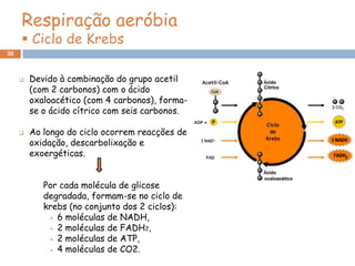 Respiração aeróbia
      Ciclo de Krebs
38



        Devido à combinação do grupo acetil
         (com 2 carbonos) com o ácido
         oxaloacético (com 4 carbonos), forma-
         se o ácido cítrico com seis carbonos.

        Ao longo do ciclo ocorrem reacções de
         oxidação, descarbolixação e
         exoergéticas.


            Por cada molécula de glicose
            degradada, formam-se no ciclo de
            krebs (no conjunto dos 2 ciclos):
               6 moléculas de NADH,

               2 moléculas de FADH2,
               2 moléculas de ATP,

               4 moléculas de CO2.
 