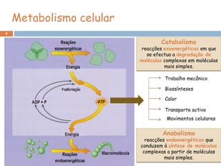 Metabolismo celular
4

                                  Catabolismo
                          reacções exoenergéticas em que
                            se efectua a degradação de
                          moléculas complexas em moléculas
                                    mais simples.

                                    Trabalho mecânico

                                    Biossínteses

                                    Calor

                                    Transporte activo
                                     Movimentos celulares


                                   Anabolismo
                            reacções endoenergéticas que
    A
                          conduzem à síntese de moléculas
                           complexas a partir de moléculas
                                    mais simples.
 