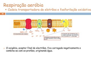 Respiração aeróbia
      Cadeia transportadora de eletrões e fosforilação oxidativa
40




    O oxigénio, aceptor final de electrões, fica carregado negativamente e
     combina-se com os protões, originando água.
 