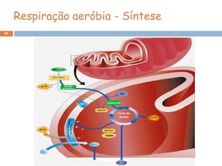Respiração aeróbia - Síntese
41
 