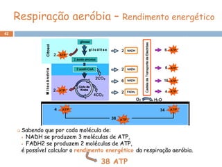 Respiração aeróbia – Rendimento energético
42




        Sabendo que por cada molécula de:
          NADH se produzem 3 moléculas de ATP,

          FADH2 se produzem 2 moléculas de ATP,

         é possível calcular o rendimento energético da respiração aeróbia.

                                       38 ATP
 