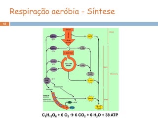 Respiração aeróbia - Síntese
43




             C6H12O6 + 6 O2  6 CO2 + 6 H2O + 38 ATP
 