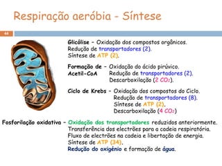 Respiração aeróbia - Síntese
44

                        Glicólise – Oxidação dos compostos orgânicos.
                        Redução de transportadores (2).
                        Síntese de ATP (2).

                        Formação de – Oxidação do ácido pirúvico.
                        Acetil-CoA    Redução de transportadores (2).
                                      Descarboxilação (2 CO2).

                        Ciclo de Krebs – Oxidação dos compostos do Ciclo.
                                         Redução de transportadores (8).
                                         Síntese de ATP (2).
                                         Descarboxilação (4 CO2)

Fosforilação oxidativa – Oxidação dos transportadores reduzidos anteriormente.
                         Transferência dos electrões para a cadeia respiratória.
                         Fluxo de electrões na cadeia e libertação de energia.
                         Síntese de ATP (34).
                         Redução do oxigénio e formação de água.
 