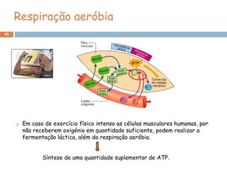 Respiração aeróbia
45




        Em caso de exercício físico intenso as células musculares humanas, por
         não receberem oxigénio em quantidade suficiente, podem realizar a
         fermentação láctica, além da respiração aeróbia.


                Síntese de uma quantidade suplementar de ATP.
 