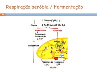 Respiração aeróbia / Fermentação
46
 