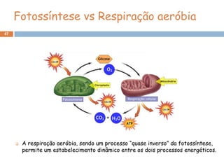 Fotossíntese vs Respiração aeróbia
47




        A respiração aeróbia, sendo um processo “quase inverso” da fotossíntese,
         permite um estabelecimento dinâmico entre os dois processos energéticos.
 