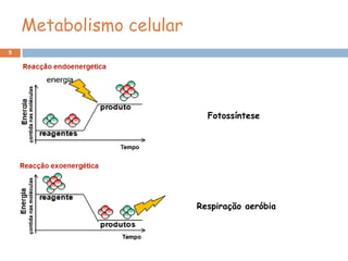 Metabolismo celular
5




                            Fotossíntese




                          Respiração aeróbia
 