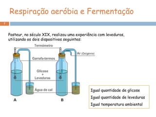 Respiração aeróbia e Fermentação
7



    Pasteur, no século XIX, realizou uma experiência com leveduras,
    utilizando os dois dispositivos seguintes:




                                                Igual quantidade de glicose
                                                Igual quantidade de leveduras
                                                Igual temperatura ambiental
 