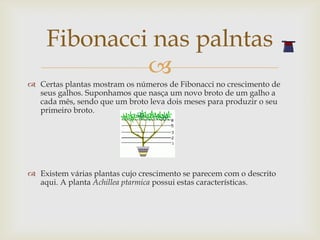 Fibonacci nas palntas
              
 Certas plantas mostram os números de Fibonacci no crescimento de
  seus galhos. Suponhamos que nasça um novo broto de um galho a
  cada mês, sendo que um broto leva dois meses para produzir o seu
  primeiro broto.




 Existem várias plantas cujo crescimento se parecem com o descrito
  aqui. A planta Achillea ptarmica possui estas características.
 