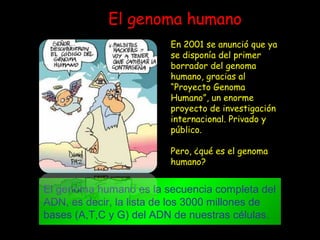El genoma humano
El genoma humano es la secuencia completa del
ADN, es decir, la lista de los 3000 millones de
bases (A,T,C y G) del ADN de nuestras células.
En 2001 se anunció que ya
se disponía del primer
borrador del genoma
humano, gracias al
“Proyecto Genoma
Humano”, un enorme
proyecto de investigación
internacional. Privado y
público.
Pero, ¿qué es el genoma
humano?
 