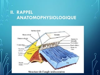 II. RAPPEL
ANATOMOPHYSIOLOGIQUE
 