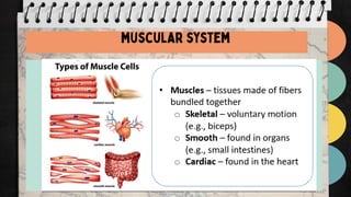 11 - GS- Body System Stuctural components | PDF
