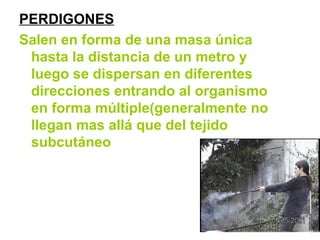 PERDIGONES
Salen en forma de una masa única
hasta la distancia de un metro y
luego se dispersan en diferentes
direcciones entrando al organismo
en forma múltiple(generalmente no
llegan mas allá que del tejido
subcutáneo
 