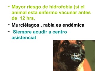 • Mayor riesgo de hidrofobia (si el
animal esta enfermo vacunar antes
de 12 hrs.
• Murciélagos , rabia es endémica
• Siempre acudir a centro
asistencial
 