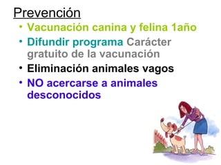 Prevención
• Vacunación canina y felina 1año
• Difundir programa Carácter
gratuito de la vacunación
• Eliminación animales vagos
• NO acercarse a animales
desconocidos
 