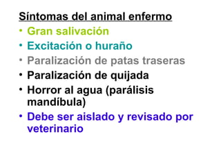 Síntomas del animal enfermo
• Gran salivación
• Excitación o huraño
• Paralización de patas traseras
• Paralización de quijada
• Horror al agua (parálisis
mandíbula)
• Debe ser aislado y revisado por
veterinario
 