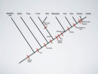 Agnathan   Shark   Frog        T. rex*          Bird        Marsupial           Lion   Cow          Human               Gorilla
   fish


                                                                                                               Prehensile hand!
                                             Hole in hip
                                             socket!                                                           Big brain!

                                                                                                   Stirrup-shaped ear
                                                                                                          bone!
                                                                 Mammary gland!
                                                                                       Placenta!


                                                  Amnion
                                                       !
                                                                        Hair!
                                                                   Synapsid
                                                                    opening
                                                                          !



                                                 4 true limbs!


                                     Jaws!




                   Vertebral
                   column!
 