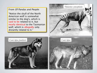 Thylacinus cynocephalus
From Of Pandas and People:
“Notice the skull of the North
American wolf is somewhat
similar to the dog's, which is
said to be related to it, but
nearly identical to the Tasmanian
wolf, which is allegedly only
distantly related to it.”



Canis lupus familiaris              Canis lupus
 