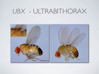 UBX - ULTRABITHORAX
 