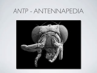 ANTP - ANTENNAPEDIA
 