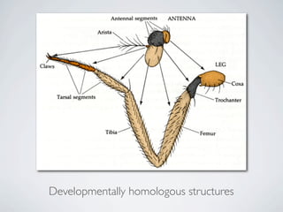 Developmentally homologous structures
 