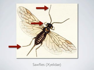 Sawﬂies (Xyelidae)
 