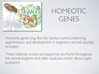 HOMEOTIC
                                GENES

Homeotic genes (e.g. the Hox family) control patterning,
segmentation, and development in organisms and are spatially
arranged.

These relatively conserved sequences are found throughout
the animal kingdom and often duplicate (which allows rapid
evolution)
 