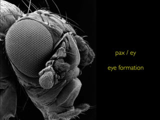 pax / ey

eye formation
 
