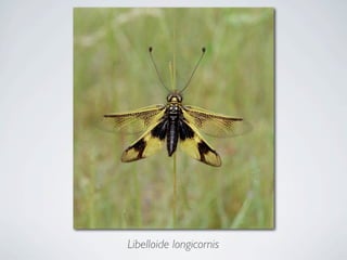 Libelloide longicornis
 