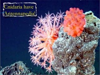 Cnidaria have
Antennapedia!
 