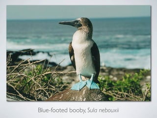 Blue-footed booby, Sula nebouxii
 