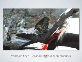 Vampire ﬁnch, Geospiza difﬁcilis septentrionalis
 