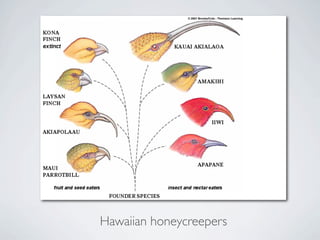 Hawaiian honeycreepers
 
