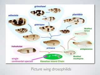 Picture wing drosophilids
 