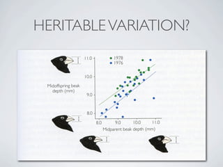 HERITABLE VARIATION?
 