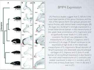 BMP4 Expression

 (A) Previous studies suggest that G. difﬁcilis is the
 most basal species of the genus Geospiza, and the
 rest of the species form two groups: ground and
cactus ﬁnches, with distinct beak morphologies. (B)
 At stage (st.) 26, Bmp4 is strongly expressed in a
broad distal-dorsal domain in the mesenchyme of
the upper beak prominence of G. magnirostris and
    at signiﬁcantly lower levels in G. fortis and G.
      conirostris. No Bmp4 was detected in the
   mesenchyme of G. difﬁcilis, G. fuliginosa, and G.
 scandens.(C) At stage 29, Bmp4 continues to be
      expressed at high levels in the distal beak
 mesenchyme of G. magnirostris. Broad domains of
 Bmp4 expression are detectable around prenasal
    cartilages of G. fuliginosa and G. fortis. A small
domain of strong Bmp4 expression is also found in
 the most distal mesenchyme of G. conirostris, and
  weaker expression is seen in G. scandens and G.
 fortis (red arrows). Scale bars: 1 mm in (B) and 2
                       mm in (C)
 