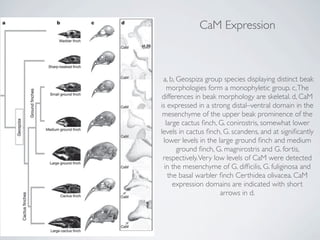 CaM Expression



 a, b, Geospiza group species displaying distinct beak
   morphologies form a monophyletic group. c, The
 differences in beak morphology are skeletal. d, CaM
is expressed in a strong distal–ventral domain in the
 mesenchyme of the upper beak prominence of the
   large cactus ﬁnch, G. conirostris, somewhat lower
levels in cactus ﬁnch, G. scandens, and at signiﬁcantly
 lower levels in the large ground ﬁnch and medium
       ground ﬁnch, G. magnirostris and G. fortis,
 respectively. Very low levels of CaM were detected
  in the mesenchyme of G. difﬁcilis, G. fuliginosa and
    the basal warbler ﬁnch Certhidea olivacea. CaM
      expression domains are indicated with short
                      arrows in d.
 