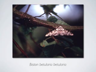 Biston betularia betularia
 