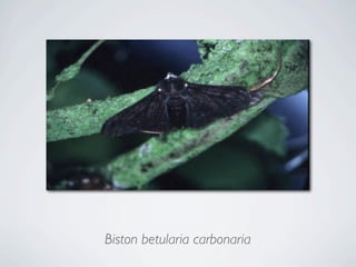 Biston betularia carbonaria
 