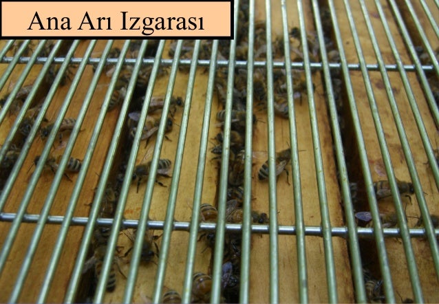 Metal Ana Ari Izgarasi 12 Tl Aricilik Malzemeleri Aricim Com