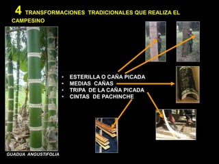 4 TRANSFORMACIONES TRADICIONALES QUE REALIZA EL
 CAMPESINO




                      •   ESTERILLA O CAÑA PICADA
                      •   MEDIAS CAÑAS
                      •   TRIPA DE LA CAÑA PICADA
                      •   CINTAS DE PACHINCHE




GUADUA ANGUSTIFOLIA
 