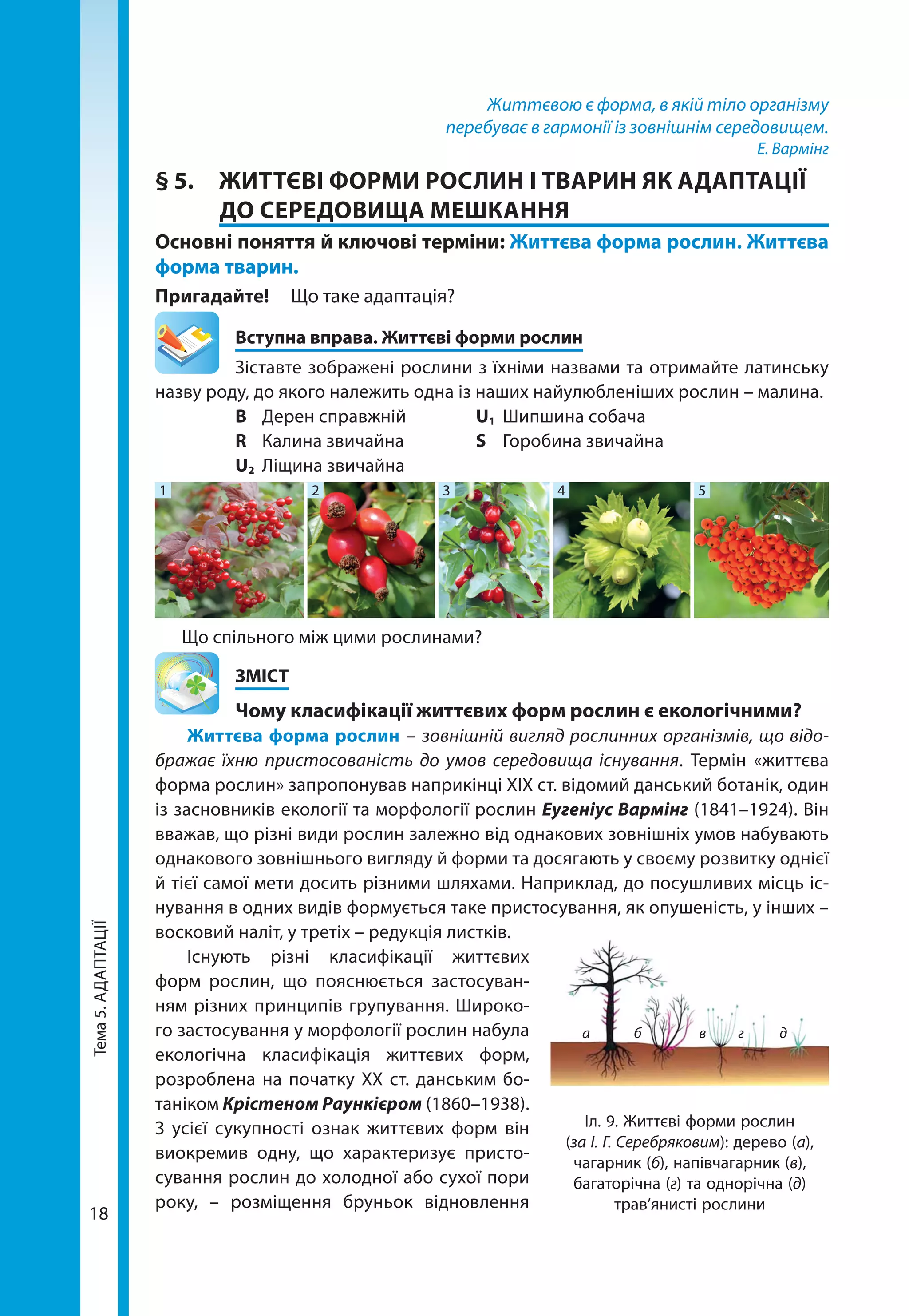 Тема5.АДАПТАЦІЇ
18
Життєвою є форма, в якій тіло організму
перебуває в гармонії із зовнішнім середовищем.
Е. Вармінг
§ 5.	 ЖИТТЄВІ ФОРМИ РОСЛИН І ТВАРИН ЯК АДАПТАЦІЇ
ДО СЕРЕДОВИЩА МЕШКАННЯ
Основні поняття й ключові терміни: Життєва форма рослин. Життєва
форма тварин.
Пригадайте! 	 Що таке адаптація?
	 Вступна вправа. Життєві форми рослин
Зіставте зображені рослини з їхніми назвами та отримайте латинську
назву роду, до якого належить одна із наших найулюбленіших рослин – малина.
		 B	 Дерен справжній 	 U1	 Шипшина собача
		 R	 Калина звичайна 	 S	 Горобина звичайна
		 U2	 Ліщина звичайна
1 2 3 4 5
Що спільного між цими рослинами?
	ЗМІСТ
	 Чому класифікації життєвих форм рослин є екологічними?
Життєва форма рослин – зовнішній вигляд рослинних організмів, що відо-
бражає їхню пристосованість до умов середовища існування. Термін «життєва
форма рослин» запропонував наприкінці XIX ст. відомий данський ботанік, один
із засновників екології та морфології рослин Еугеніус Вармінг (1841–1924). Він
вважав, що різні види рослин залежно від однакових зовнішніх умов набувають
однакового зовнішнього вигляду й форми та досягають у своєму розвитку однієї
й тієї самої мети досить різними шляхами. Наприклад, до посушливих місць іс-
нування в одних видів формується таке пристосування, як опушеність, у інших –
восковий наліт, у третіх – редукція листків.
Існують різні класифікації життєвих
форм рослин, що пояснюється застосуван-
ням різних принципів групування. Широко-
го застосування у морфології рослин набула
екологічна класифікація життєвих форм,
розроблена на початку XX ст. данським бо-
таніком Крістеном Раункієром (1860–1938).
З усієї сукупності ознак життєвих форм він
виокремив одну, що характеризує присто-
сування рослин до холодної або сухої пори
року, – розміщення бруньок відновлення
Іл. 9. Життєві форми рослин
(за І. Г. Серебряковим): дерево (а),
чагарник (б), напівчагарник (в),
багаторічна (г) та однорічна (д)
трав’янисті рослини
а б в г д
 