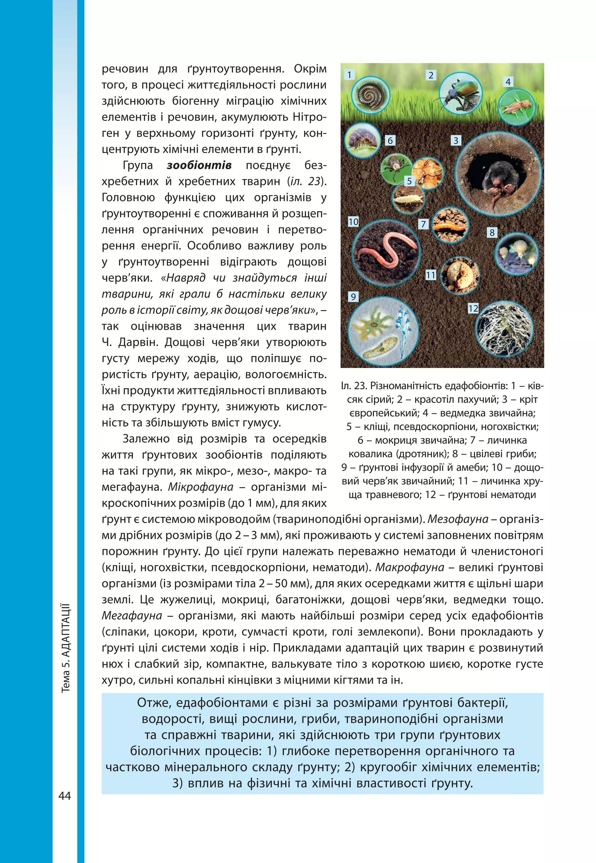 Тема5.АДАПТАЦІЇ
44
речовин для ґрунтоутворення. Окрім
того, в процесі життєдіяльності рослини
здійс­нюють біогенну міг­рацію хімічних
елементів і речовин, акумулюють Нітро-
ген у верхньому горизонті ґрунту, кон-
центрують хімічні елементи в ґрунті.
Група зообіонтів поєднує без-
хребетних й хребетних тварин (іл. 23).
Головною функцією цих організмів у
ґрунтоутворенні є спо­живання й розщеп­
лення органічних речовин і перетво-
рення енергії. Особливо важливу роль
у ґрунтоутворенні відіграють дощові
черв’яки. «Навряд чи знайдуться інші
тварини, які грали б настільки велику
роль в історії світу, як дощові черв’яки», –
так оцінював значення цих тварин
Ч.  Дарвін. Дощові черв’яки утворюють
густу мережу ходів, що поліпшує по-
ристість ґрунту, аерацію, вологоємність.
Їхні продукти життєдіяльності впливають
на струк­туру ґрунту, знижують кислот-
ність та збільшують вміст гумусу.
Залежно від розмірів та осередків
життя ґрунтових зообіонтів поділяють
на такі групи, як мікро-, мезо-, макро- та
мегафауна. Мікрофауна – організми мі-
кроскопічних розмірів (до 1 мм), для яких
ґрунт є системою мікроводойм (твариноподібні організми). Мезофау­на – організ-
ми дрібних розмірів (до 2 – 3 мм), які проживають у системі заповнених повітрям
порожнин ґрунту. До цієї групи належать переважно нематоди й членистоногі
(кліщі, ногохвістки, псевдоскорпіони, нематоди). Макрофауна – великі ґрунтові
організми (із розмірами тіла 2 – 50 мм), для яких осередками життя є щільні шари
землі. Це жужелиці, мокриці, багатоніжки, дощові черв’яки, ведмедки тощо.
Мегафауна – організми, які мають найбільші розміри серед усіх едафобіонтів
(сліпаки, цокори, кроти, сумчасті кроти, голі землекопи). Вони прокладають у
ґрунті цілі системи ходів і нір. Прикладами адаптацій цих тварин є розвинутий
нюх і слабкий зір, компактне, валькувате тіло з короткою шиєю, коротке густе
хутро, сильні копальні кінцівки з міцними кігтями та ін.
Отже, едафобіонтами є різні за розмірами ґрунтові бактерії,
водорості, вищі рослини, гриби, твариноподібні організми
та справжні тварини, які здійснюють три групи ґрунтових
біологічних процесів: 1) глибоке перетворення органічного та
частково мінерального складу ґрунту; 2) кругообіг хімічних елементів;
3) вплив на фізичні та хімічні властивості ґрунту.
Іл. 23. Різноманітність едафобіонтів: 1 – ків­
сяк сірий; 2 – красотіл пахучий; 3 – кріт
європейський; 4 – ведмедка звичайна;
5 – кліщі, псевдоскорпіони, ногохвістки;
6 – мокриця звичайна; 7 – личинка
ковалика (дротяник); 8 – цвілеві гриби;
9 – ґрунтові інфузорії й амеби; 10 – дощо-
вий черв’як звичайний; 11 – личинка хру-
ща травневого; 12 – ґрунтові нематоди
1 2
4
36
5
10
11
7
8
12
9
 