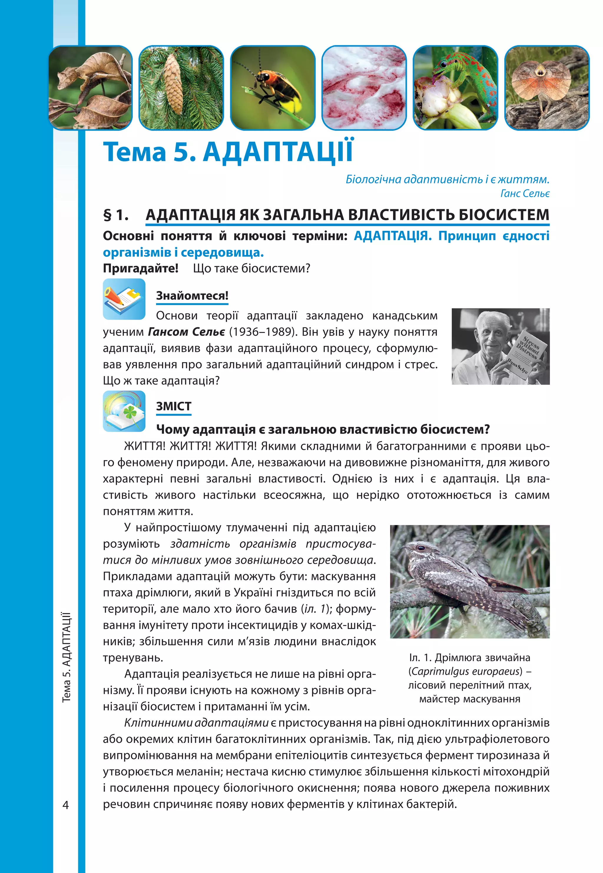 Тема5.АДАПТАЦІЇ
44
Тема5.АДАПТАЦІЇ
Тема 5. АДАПТАЦІЇ
Біологічна адаптивність і є життям.
Ганс Сельє
§ 1.	 АДАПТАЦІЯ ЯК ЗАГАЛЬНА ВЛАСТИВІСТЬ БІОСИСТЕМ
Основні поняття й ключові терміни: АДАПТАЦІЯ. Принцип єдності
організмів і середовища.
Пригадайте! 	 Що таке біосистеми?
	Знайомтеся!
Основи теорії адаптації закладено канадським
ученим Гансом Сельє (1936–1989). Він увів у науку поняття
адаптації, виявив фази адаптаційного процесу, сформулю-
вав уявлення про загальний адаптаційний синдром і стрес.
Що ж таке адаптація?
	ЗМІСТ
	 Чому адаптація є загальною властивістю біосистем?
ЖИТТЯ! ЖИТТЯ! ЖИТТЯ! Якими складними й багатогранними є прояви цьо-
го феномену природи. Але, незважаючи на дивовижне різноманіття, для живого
характерні певні загальні властивості. Однією із них і є адаптація. Ця вла­
стивість живого настільки всеосяжна, що нерідко ототожнюється із самим
поняттям життя.
У найпростішому тлумаченні під адаптацією
розуміють здатність організмів пристосува-
тися до мінливих умов зовнішнього середовища.
Прикладами адаптацій можуть бути: маскування
птаха дрімлюги, який в Україні гніздиться по всій
території, але мало хто його бачив (іл. 1); форму-
вання імунітету проти інсектицидів у комах-шкід-
ників; збільшення сили м’язів людини внаслідок
тренувань.
Адаптація реалізується не лише на рівні орга-
нізму. Її прояви існують на кожному з рівнів орга-
нізації біосистем і притаманні їм усім.
Клітиннимиадаптаціямиєпристосуваннянарівніодноклітиннихорганізмів
або окремих клітин багатоклітинних організмів. Так, під дією ультрафіолетового
випромінювання на мембрани епітеліоцитів синтезується фермент тирозиназа й
утворюється меланін; нестача кисню стимулює збільшення кількості мітохондрій
і посилення процесу біологічного окиснення; поява нового джерела поживних
речовин спричиняє появу нових ферментів у клітинах бактерій.
Іл. 1. Дрімлюга звичайна
(Caprimulgus europaeus) –
лісовий перелітний птах,
майстер маскування
 
